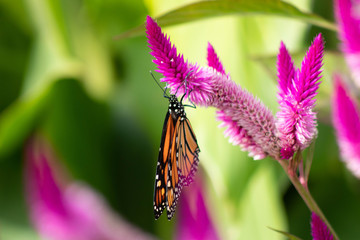 butterfly hanging on
