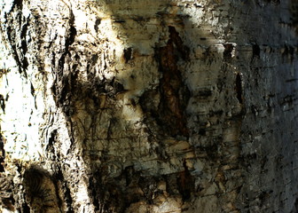 Trunk of an old tree with very interesting structure