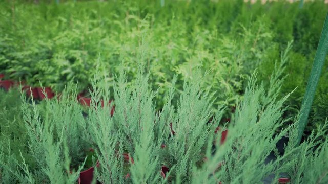 Plant store outdoors. Sale of thuja and juniper seedlings. Landscape and garden design