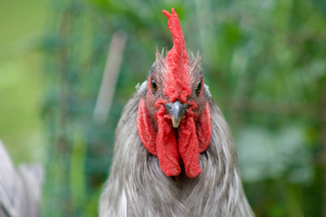 Rooster facing you