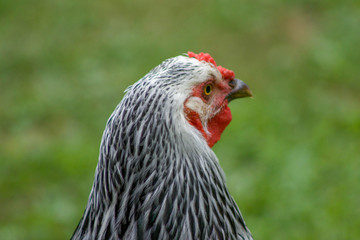black and white chicken