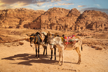 Donkeys for tourist transport in front of Royal Tombs, Petra, Jordan