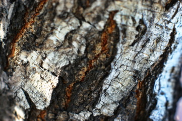 Trunk of an old tree with very interesting structure