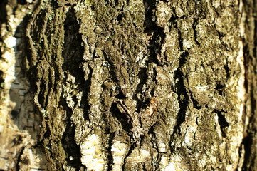 Trunk of an old tree with very interesting structure