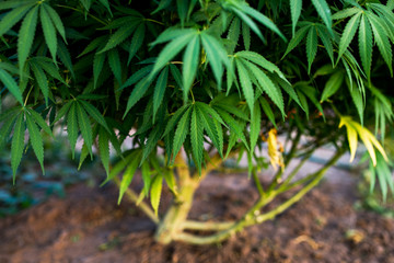 marijuana plant on the farm