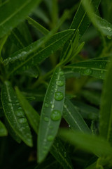Nature after rain, rain drops of water