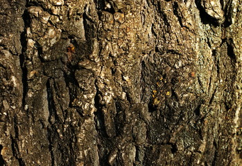 Trunk of an old tree with very interesting structure