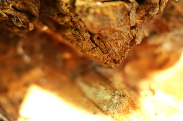 Old rotten wood shot in macro shot