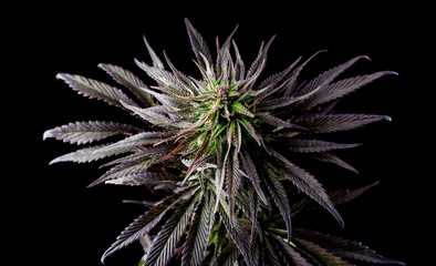 marijuana plant Grow Indoors on black background Heaviest Indica Strains