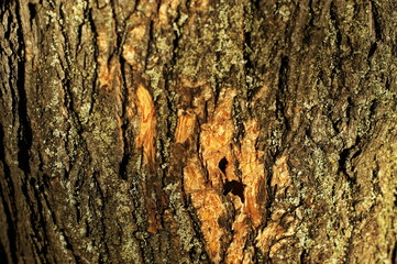 Trunk of an old tree with very interesting structure