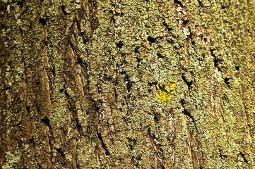 Trunk of an old tree with very interesting structure