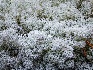 reindeer moss