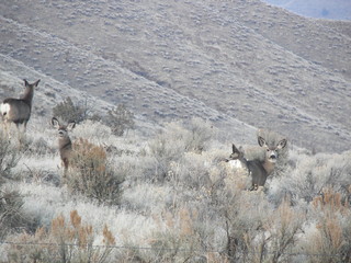 Naklejka premium snow, mountain, sheep, animal, nature, landscape, winter, desert, sky, deer, farm, blue, goat, cold, grass, wildlife, water, white, mountains, merino, herd, mammal, countryside, travel