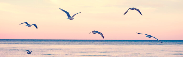 Large group flock of seagulls birds on sea lake water and flying in sky on summer sunset. Web banner header for website. Toned with retro vintage hipster warm filters. Outdoor nature fauna. - Powered by Adobe