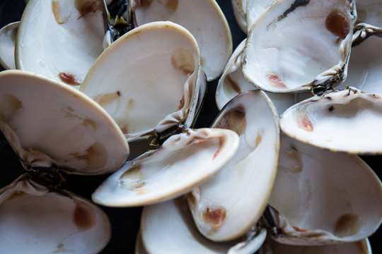 Empty clam shells.