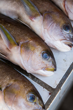 Fresh fish.