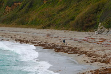 A man walking his dog on a beach in Cornwall