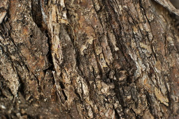 Trunk of an old tree with very interesting structure