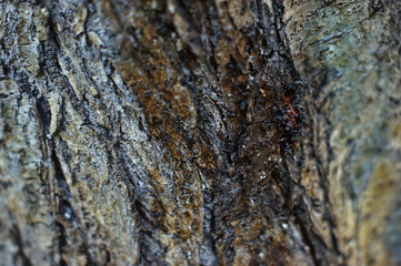 Trunk of an old tree with very interesting structure