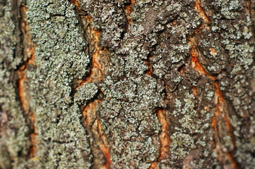 Trunk of an old tree with very interesting structure