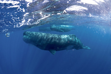 sperm whale, physeter macrocephalus, Indian Ocean	