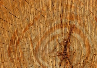 Texture of tree stump background texture close up