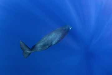 Fototapeta premium sperm whale, physeter macrocephalus, Indian Ocean 