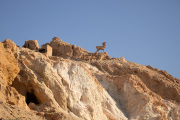 Landscape Desert Green Spot