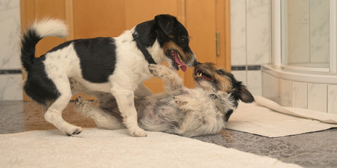 Two cute  Jack Russell Terrier dogs making love.