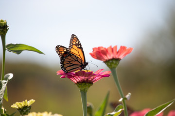 Fototapeta na wymiar butterfly on top of light pink flower in the sun 