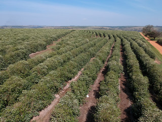 Aerial view of coffee tree blossom with white color flowers in Brazil