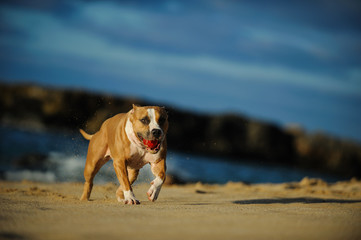 Fototapeta na wymiar American Pit Bull Terrier dog outdoor