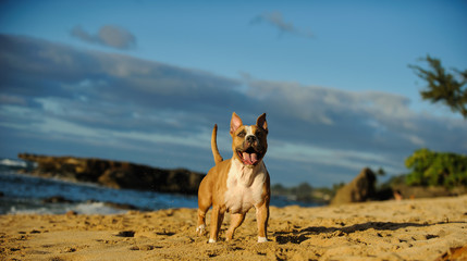 American Pit Bull Terrier dog outdoor