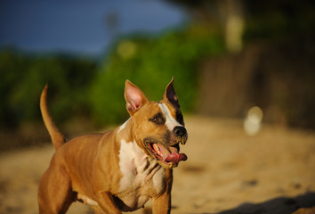 American Pit Bull Terrier dog outdoor