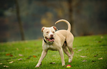 American Pit Bull Terrier dog outdoor