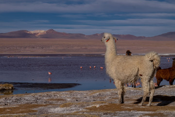 Animal Llama y Alpacas en Bolivia Sur America  en su entrono natural