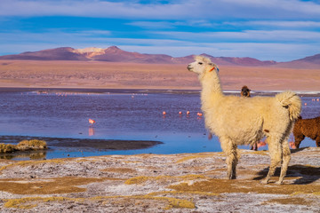 Animal Llama y Alpacas en Bolivia Sur America  en su entrono natural