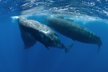 Fototapeta premium sperm whale, physeter macrocephalus, Indian Ocean 