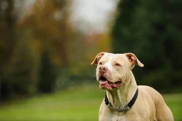 American Pit Bull Terrier dog outdoor