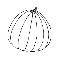 Pumpkin sketch black line isolated on white background
