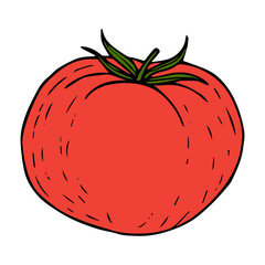 Tomato red sketch line isolated on white background