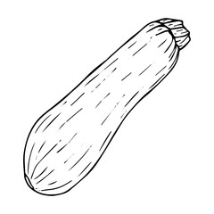 Zucchini sketch black line isolated on white background