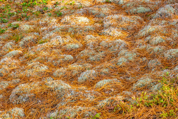 Light Green Moss Covers the Forest Floor in Algonquin Park