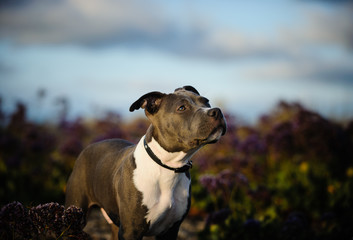 American Pit Bull Terrier dog outdoor