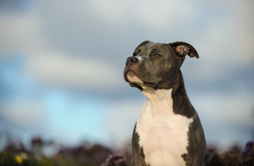 American Pit Bull Terrier dog outdoor
