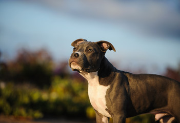 American Pit Bull Terrier puppy dog outdoor in field with blue sky