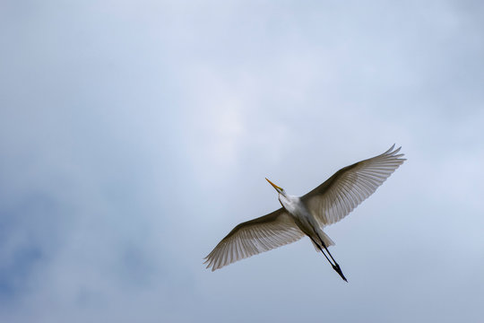 Majestic Great White Egret Soaring Overhead