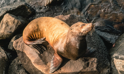 Cute sea lion seal. Natural wildlife shot in San Cristobal, Galapagos. Seals resting on rocks with ocean sea background. Wild animal in nature. Close up with copyspace.