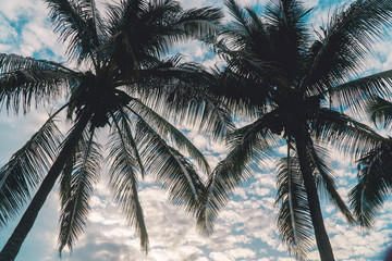 Fototapeta na wymiar Iconic summer palm trees silhouette against the blue sky with cloud pattern. Holiday, Vacation, summer, tropical concepts. Wallpaper background. Shot in Galapagos Islands, 2019