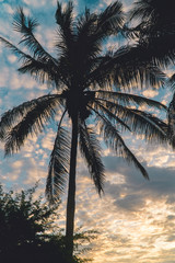 Fototapeta premium Iconic summer palm trees silhouette against the blue sky with cloud pattern. Holiday, Vacation, summer, tropical concepts. Wallpaper background. Shot in Galapagos Islands, 2019
